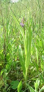 Dactylorhiza praetermissa (Orchidaceae)  - Dactylorhize négligé, Orchis négligé, Orchis oublié - Southern Marsh-orchid Courtrai [Belgique] 02/06/2002 - 20m
