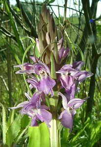 Dactylorhiza praetermissa (Orchidaceae)  - Dactylorhize négligé, Orchis négligé, Orchis oublié - Southern Marsh-orchid Courtrai [Belgique] 02/06/2002 - 20m