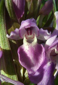 Dactylorhiza praetermissa (Orchidaceae)  - Dactylorhize négligé, Orchis négligé, Orchis oublié - Southern Marsh-orchid Courtrai [Belgique] 02/06/2002 - 20m