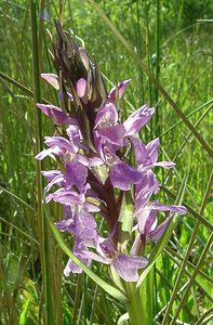 Dactylorhiza praetermissa (Orchidaceae)  - Dactylorhize négligé, Orchis négligé, Orchis oublié - Southern Marsh-orchid Courtrai [Belgique] 02/06/2002 - 20m