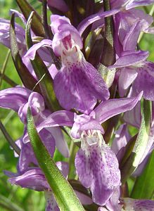 Dactylorhiza praetermissa (Orchidaceae)  - Dactylorhize négligé, Orchis négligé, Orchis oublié - Southern Marsh-orchid Courtrai [Belgique] 02/06/2002 - 20m