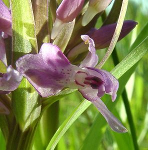 Dactylorhiza praetermissa (Orchidaceae)  - Dactylorhize négligé, Orchis négligé, Orchis oublié - Southern Marsh-orchid Courtrai [Belgique] 02/06/2002 - 20m