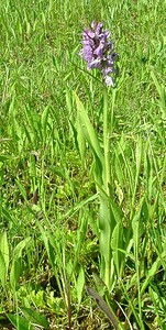 Dactylorhiza praetermissa (Orchidaceae)  - Dactylorhize négligé, Orchis négligé, Orchis oublié - Southern Marsh-orchid Courtrai [Belgique] 02/06/2002 - 20m