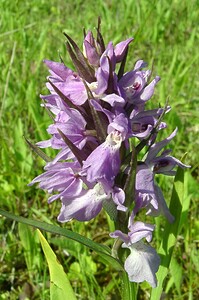 Dactylorhiza praetermissa (Orchidaceae)  - Dactylorhize négligé, Orchis négligé, Orchis oublié - Southern Marsh-orchid Courtrai [Belgique] 02/06/2002 - 20m