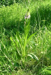 Dactylorhiza praetermissa (Orchidaceae)  - Dactylorhize négligé, Orchis négligé, Orchis oublié - Southern Marsh-orchid Courtrai [Belgique] 02/06/2002 - 20m