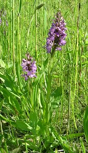 Dactylorhiza praetermissa (Orchidaceae)  - Dactylorhize négligé, Orchis négligé, Orchis oublié - Southern Marsh-orchid Courtrai [Belgique] 02/06/2002 - 20m