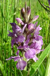 Dactylorhiza praetermissa (Orchidaceae)  - Dactylorhize négligé, Orchis négligé, Orchis oublié - Southern Marsh-orchid Courtrai [Belgique] 02/06/2002 - 20m