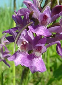 Dactylorhiza praetermissa (Orchidaceae)  - Dactylorhize négligé, Orchis négligé, Orchis oublié - Southern Marsh-orchid Courtrai [Belgique] 02/06/2002 - 20m