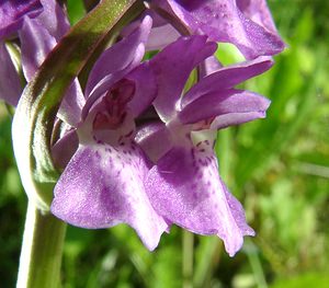 Dactylorhiza praetermissa (Orchidaceae)  - Dactylorhize négligé, Orchis négligé, Orchis oublié - Southern Marsh-orchid Courtrai [Belgique] 02/06/2002 - 20m