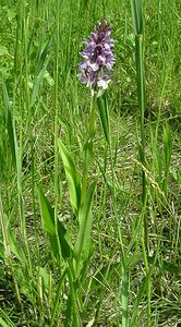 Dactylorhiza praetermissa (Orchidaceae)  - Dactylorhize négligé, Orchis négligé, Orchis oublié - Southern Marsh-orchid Courtrai [Belgique] 02/06/2002 - 20m