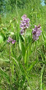 Dactylorhiza praetermissa (Orchidaceae)  - Dactylorhize négligé, Orchis négligé, Orchis oublié - Southern Marsh-orchid Courtrai [Belgique] 02/06/2002 - 20m