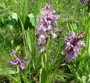 Dactylorhiza praetermissa (Orchidaceae)  - Dactylorhize négligé, Orchis négligé, Orchis oublié - Southern Marsh-orchid Courtrai [Belgique] 02/06/2002 - 20m