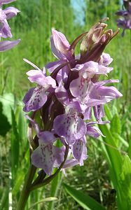 Dactylorhiza praetermissa (Orchidaceae)  - Dactylorhize négligé, Orchis négligé, Orchis oublié - Southern Marsh-orchid Courtrai [Belgique] 02/06/2002 - 20m