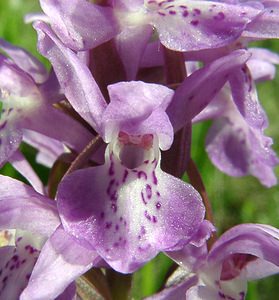 Dactylorhiza praetermissa (Orchidaceae)  - Dactylorhize négligé, Orchis négligé, Orchis oublié - Southern Marsh-orchid Courtrai [Belgique] 02/06/2002 - 20m