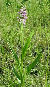 Dactylorhiza praetermissa (Orchidaceae)  - Dactylorhize négligé, Orchis négligé, Orchis oublié - Southern Marsh-orchid Courtrai [Belgique] 02/06/2002 - 20m