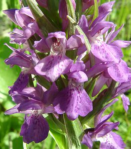 Dactylorhiza praetermissa (Orchidaceae)  - Dactylorhize négligé, Orchis négligé, Orchis oublié - Southern Marsh-orchid Courtrai [Belgique] 02/06/2002 - 20m