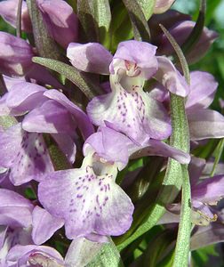 Dactylorhiza praetermissa (Orchidaceae)  - Dactylorhize négligé, Orchis négligé, Orchis oublié - Southern Marsh-orchid Courtrai [Belgique] 02/06/2002 - 20m