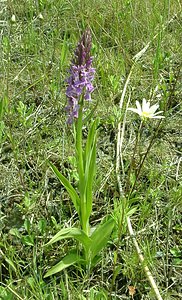 Dactylorhiza praetermissa (Orchidaceae)  - Dactylorhize négligé, Orchis négligé, Orchis oublié - Southern Marsh-orchid Courtrai [Belgique] 02/06/2002 - 20m