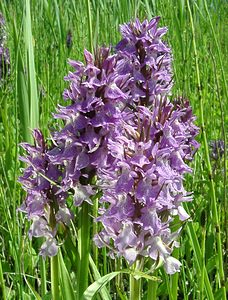 Dactylorhiza praetermissa (Orchidaceae)  - Dactylorhize négligé, Orchis négligé, Orchis oublié - Southern Marsh-orchid Courtrai [Belgique] 02/06/2002 - 20m