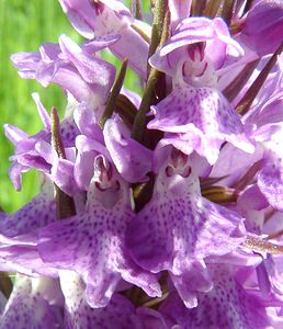 Dactylorhiza praetermissa (Orchidaceae)  - Dactylorhize négligé, Orchis négligé, Orchis oublié - Southern Marsh-orchid Courtrai [Belgique] 02/06/2002 - 20m