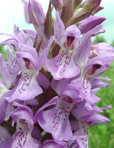 Dactylorhiza praetermissa (Orchidaceae)  - Dactylorhize négligé, Orchis négligé, Orchis oublié - Southern Marsh-orchid Furnes [Belgique] 08/06/2002 - 10m