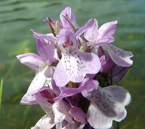 Dactylorhiza praetermissa (Orchidaceae)  - Dactylorhize négligé, Orchis négligé, Orchis oublié - Southern Marsh-orchid Pas-de-Calais [France] 15/06/2002 - 30m