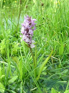 Dactylorhiza praetermissa (Orchidaceae)  - Dactylorhize négligé, Orchis négligé, Orchis oublié - Southern Marsh-orchid Pas-de-Calais [France] 15/06/2002 - 30m