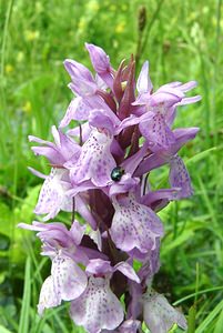 Dactylorhiza praetermissa (Orchidaceae)  - Dactylorhize négligé, Orchis négligé, Orchis oublié - Southern Marsh-orchid Pas-de-Calais [France] 15/06/2002 - 30m