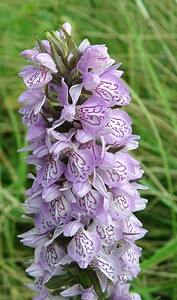 Dactylorhiza praetermissa (Orchidaceae)  - Dactylorhize négligé, Orchis négligé, Orchis oublié - Southern Marsh-orchid Pas-de-Calais [France] 15/06/2002 - 20m