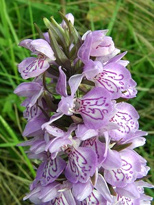 Dactylorhiza praetermissa (Orchidaceae)  - Dactylorhize négligé, Orchis négligé, Orchis oublié - Southern Marsh-orchid Pas-de-Calais [France] 15/06/2002 - 20m