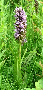 Dactylorhiza praetermissa (Orchidaceae)  - Dactylorhize négligé, Orchis négligé, Orchis oublié - Southern Marsh-orchid Pas-de-Calais [France] 15/06/2002 - 20m