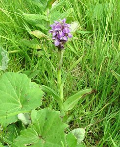 Dactylorhiza praetermissa (Orchidaceae)  - Dactylorhize négligé, Orchis négligé, Orchis oublié - Southern Marsh-orchid Pas-de-Calais [France] 15/06/2002 - 20m