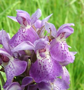 Dactylorhiza praetermissa (Orchidaceae)  - Dactylorhize négligé, Orchis négligé, Orchis oublié - Southern Marsh-orchid Pas-de-Calais [France] 15/06/2002 - 20m