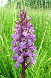 Dactylorhiza praetermissa (Orchidaceae)  - Dactylorhize négligé, Orchis négligé, Orchis oublié - Southern Marsh-orchid Pas-de-Calais [France] 22/06/2002 - 30m