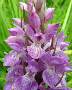 Dactylorhiza praetermissa (Orchidaceae)  - Dactylorhize négligé, Orchis négligé, Orchis oublié - Southern Marsh-orchid Pas-de-Calais [France] 22/06/2002 - 30m