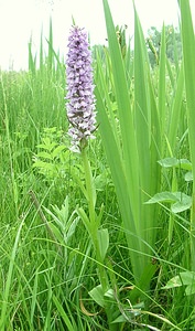 Dactylorhiza praetermissa (Orchidaceae)  - Dactylorhize négligé, Orchis négligé, Orchis oublié - Southern Marsh-orchid Pas-de-Calais [France] 22/06/2002 - 30m