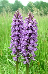 Dactylorhiza praetermissa (Orchidaceae)  - Dactylorhize négligé, Orchis négligé, Orchis oublié - Southern Marsh-orchid Pas-de-Calais [France] 22/06/2002 - 30m