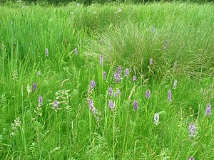 Dactylorhiza praetermissa (Orchidaceae)  - Dactylorhize négligé, Orchis négligé, Orchis oublié - Southern Marsh-orchid Pas-de-Calais [France] 22/06/2002 - 30m