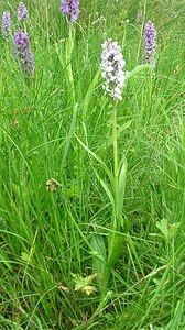 Dactylorhiza praetermissa (Orchidaceae)  - Dactylorhize négligé, Orchis négligé, Orchis oublié - Southern Marsh-orchid Pas-de-Calais [France] 22/06/2002 - 30m