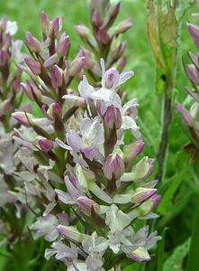 Dactylorhiza praetermissa (Orchidaceae)  - Dactylorhize négligé, Orchis négligé, Orchis oublié - Southern Marsh-orchid Pas-de-Calais [France] 22/06/2002 - 30m