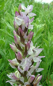 Dactylorhiza praetermissa (Orchidaceae)  - Dactylorhize négligé, Orchis négligé, Orchis oublié - Southern Marsh-orchid Pas-de-Calais [France] 22/06/2002 - 30m