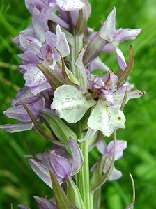 Dactylorhiza praetermissa (Orchidaceae)  - Dactylorhize négligé, Orchis négligé, Orchis oublié - Southern Marsh-orchid Pas-de-Calais [France] 22/06/2002 - 30m