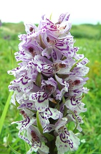 Dactylorhiza x grandis (Orchidaceae)  - Grand dactylorhizeDactylorhiza fuchsii x Dactylorhiza praetermissa subsp. praetermissa. Furnes [Belgique] 08/06/2002 - 10m