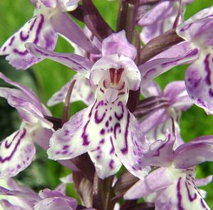 Dactylorhiza x transiens (Orchidaceae)  - Dactylorhize changeant, Orchis changeantDactylorhiza fuchsii x Dactylorhiza maculata subsp. ericetorum. Pas-de-Calais [France] 22/06/2002 - 80m