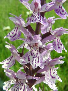 Dactylorhiza x transiens (Orchidaceae)  - Dactylorhize changeant, Orchis changeantDactylorhiza fuchsii x Dactylorhiza maculata subsp. ericetorum. Pas-de-Calais [France] 22/06/2002 - 80m