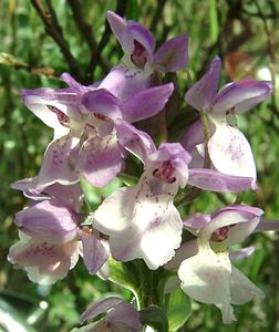 Dactylorhiza x wintonii (Orchidaceae)  - Dactylorhize de Winton, Orchis de WintonDactylorhiza incarnata subsp. incarnata x Dactylorhiza praetermissa subsp. praetermissa. Furnes [Belgique] 08/06/2002 - 10m