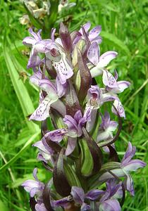 Dactylorhiza x wintonii (Orchidaceae)  - Dactylorhize de Winton, Orchis de WintonDactylorhiza incarnata subsp. incarnata x Dactylorhiza praetermissa subsp. praetermissa. Nord [France] 16/06/2002