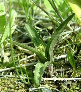 Epipactis palustris (Orchidaceae)  - Épipactis des marais - Marsh Helleborine Courtrai [Belgique] 02/06/2002 - 20m