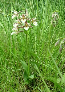 Epipactis palustris (Orchidaceae)  - Épipactis des marais - Marsh Helleborine Nord [France] 16/06/2002