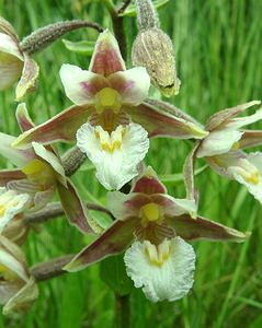 Epipactis palustris (Orchidaceae)  - Épipactis des marais - Marsh Helleborine Nord [France] 16/06/2002